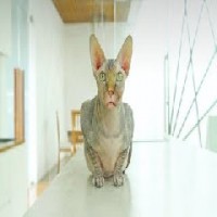 Bitsy - Hanyalah Kucing